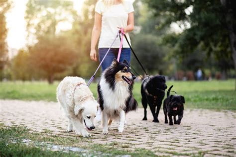 dog sitter ely Pet Care in Ely, Cambridgeshire